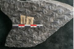 Foto (Detailansicht) von Lepidodendron sp.  (NHMW-GEO-2024-0188-11030)